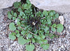 Cardamine hérissée 100