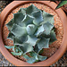 Agave ismanthis