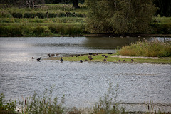 20150910 8702VRTw [D~PB] Enten, Blässhühner, Steinhorster Becken, Delbrück