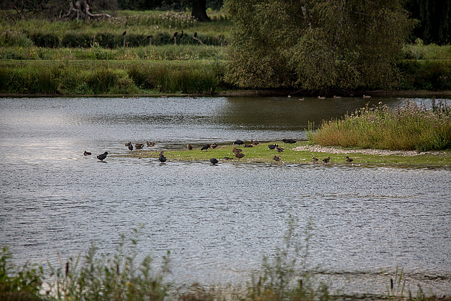 20150910 8702VRTw [D~PB] Enten, Blässhühner, Steinhorster Becken, Delbrück