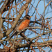 The ubiquitous American Robin, Pt Pelee