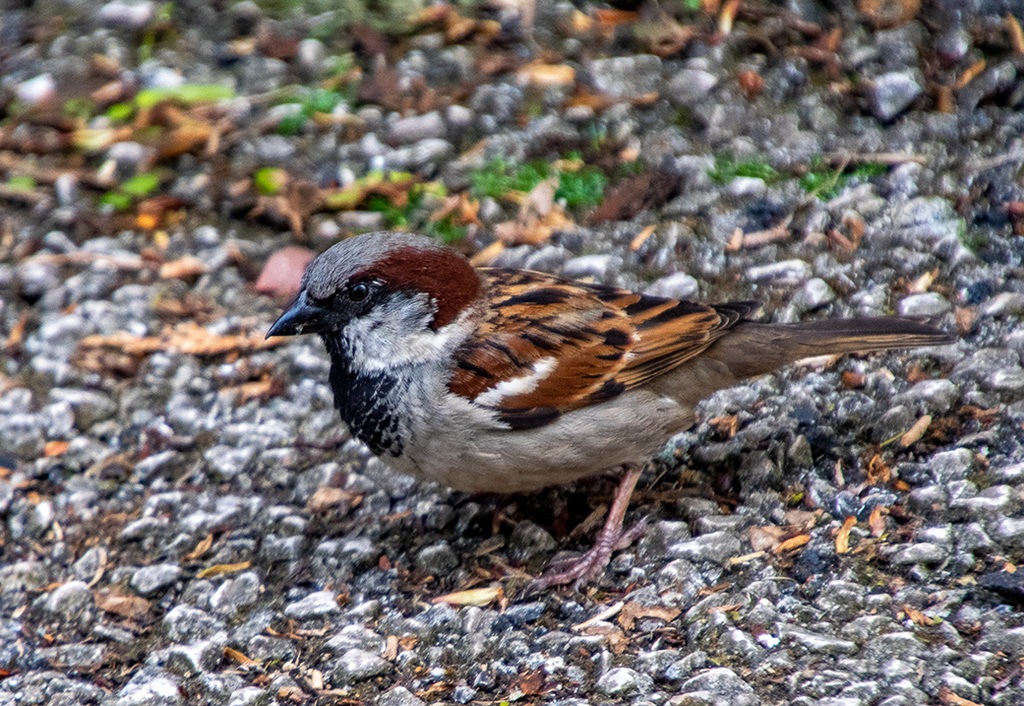 Sparrow