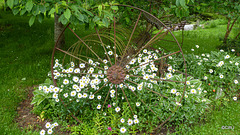 Wild Flowers by the old Hayrake