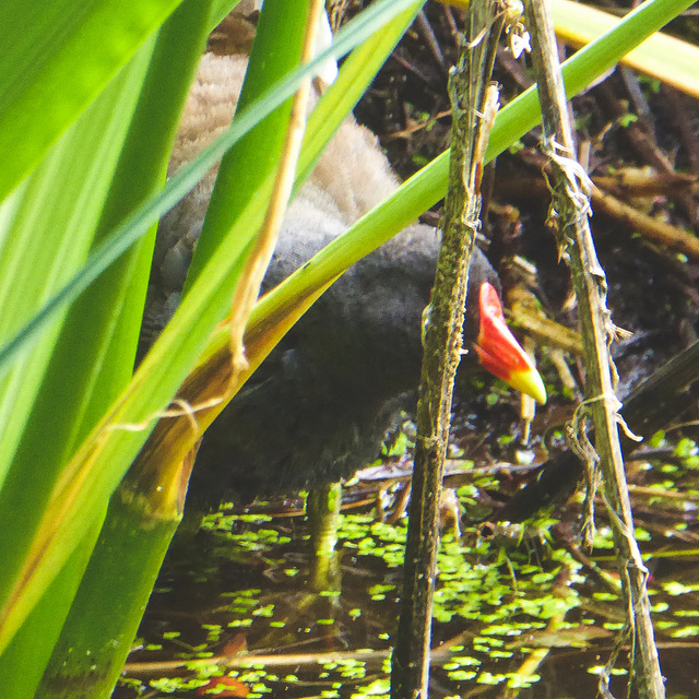 The Pond Moorhens