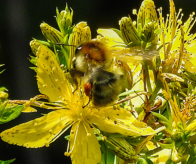 20200623 8849CPw [D~LIP] Veränderliche Hummel, Johanniskraut (Hypericum perforatum), Bad Salzuflen