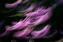 ICM - intentional camera movement