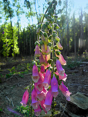 Center Digitalis