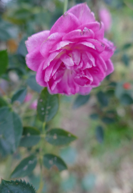 December little rose