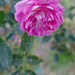 December little rose