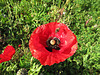 gentil coquelicot mesdames,,, ♫♫♫
