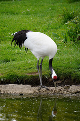 Scenes from Slimbridge (24) - 20 May 2015