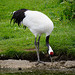 Scenes from Slimbridge (24) - 20 May 2015