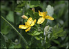 Chelidonium majus (1) 100
