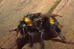 IMG 0290Earlybumblebee