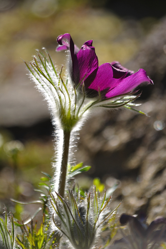 Pulsatilla