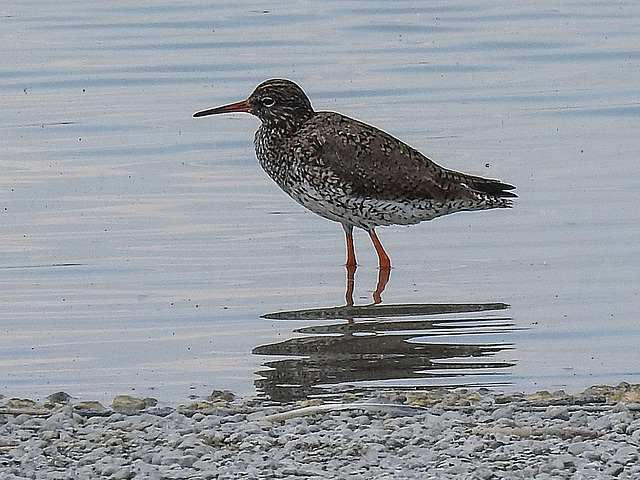 20170517 1499CPw [A] Rotschenkel (Tringa totanus), Neusiedler See