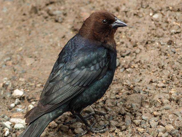 Brown-headed Cowbird male