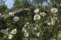 Cistus ladanifer, Estevas