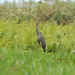 Uganda, Purple Heron in the Wetlands of Mabamba