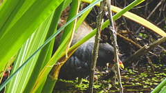 The Pond Moorhens