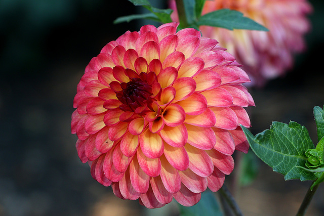 Dahlia