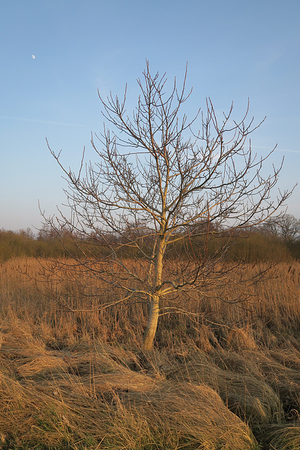 Ein Baum