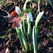 The first snowdrops are already appearing under the Oaks