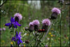 Cirsium arvense 100