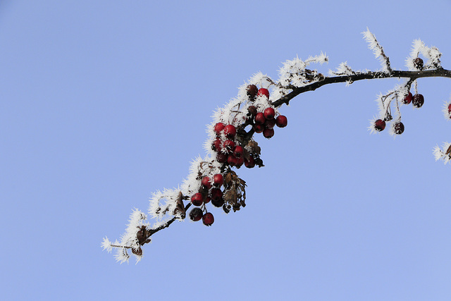 Frosted Hawthorn