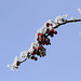 Frosted Hawthorn