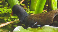 The Pond Moorhens