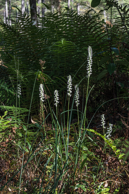 Spiranthes odorata (Fragrant Ladies'-tresses orchid)