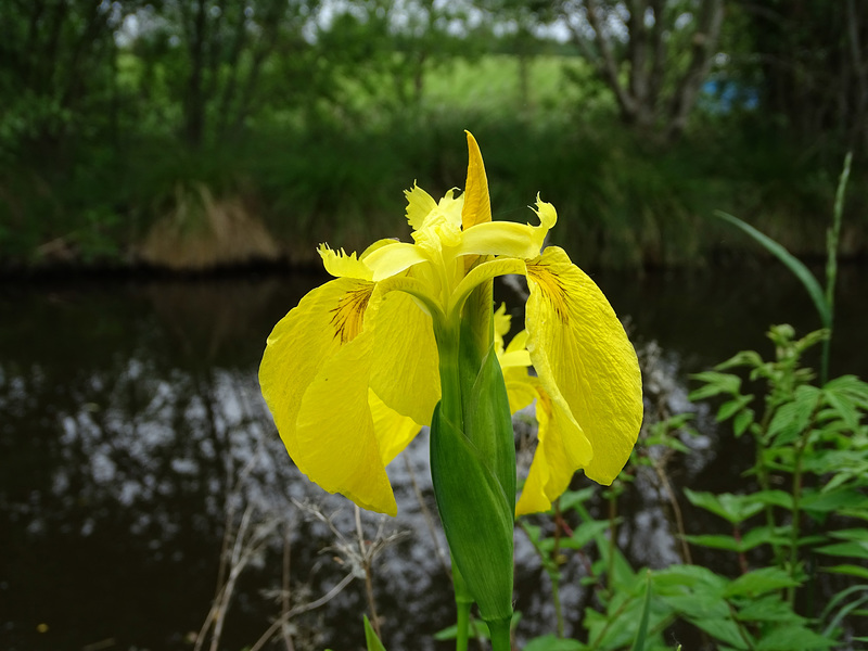 Iris pseudacorus.  Yellow flag iris