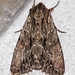 20100628 6195Mw [D~LIP] Große Grasbüscheleule (Apamea monoglypha), [Wurzelfresser], Bad Salzuflen