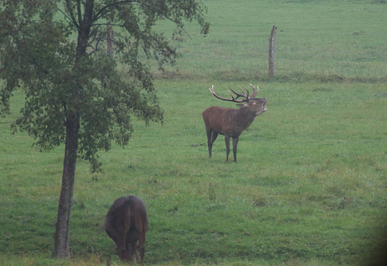 chantons sous la pluie .....