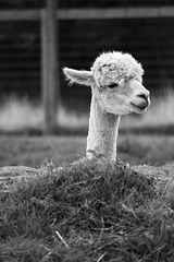 Alpaca