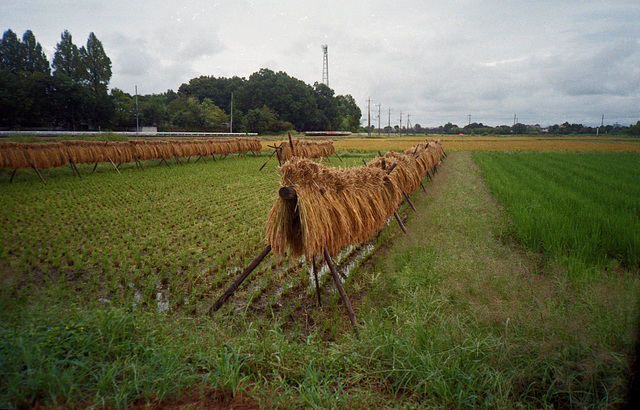 Drying rice