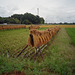 Drying rice