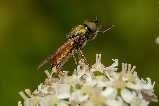 Soldier fly