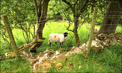 HFF.................. HFF..................