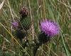 Cirsium vulgare 1024 100