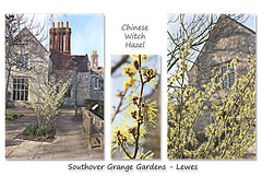 Chinese Witch Hazel - Southover Grange Gardens - Lewes - 3.3.2016