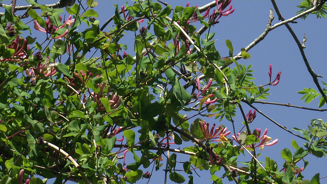 Honeysuckle