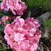 122 Blütenbälle der Hortensien halten lange