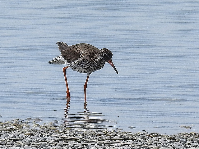 20170517 1501CPw [A] Rotschenkel (Tringa totanus), Neusiedler See