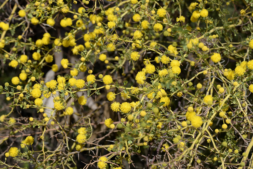 Prickly Moses Acacia