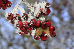 Frosted Hawthorn