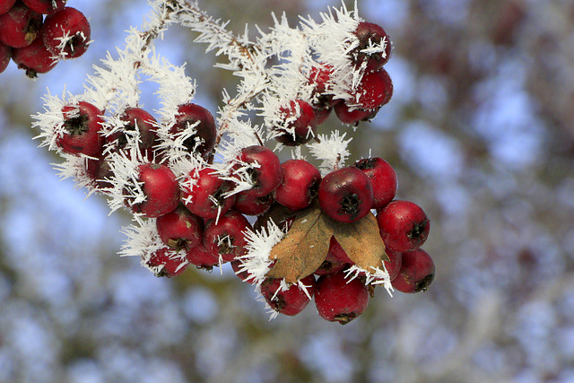 Frosted Hawthorn