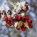 Frosted Hawthorn