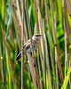 Reed warbler